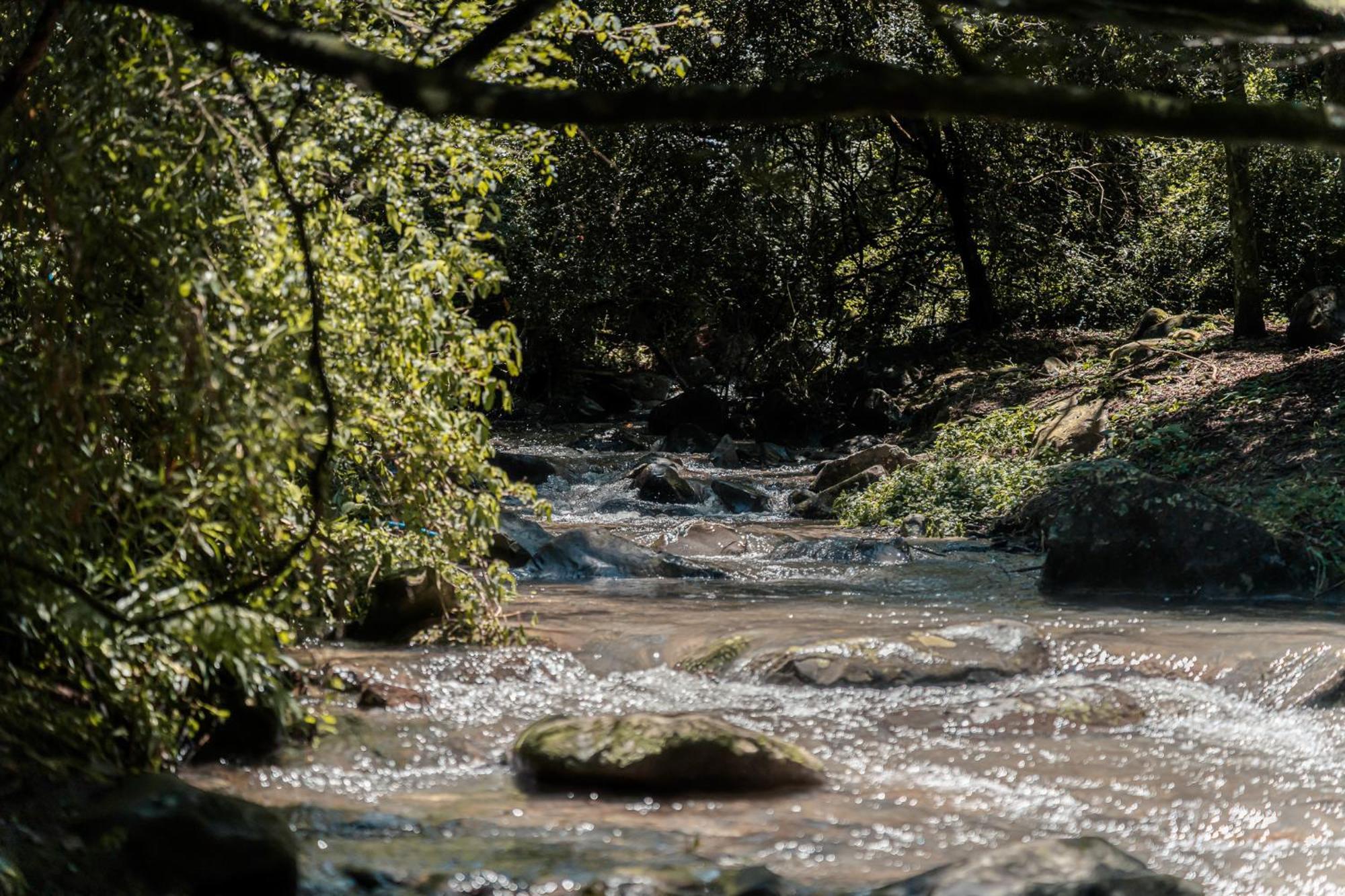 Rockwood Karkloof Forest Lodge & Mountain Cabin Yarrow エクステリア 写真